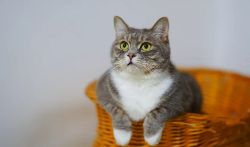 Paure, fobie e ansia nei gatti, come riconoscerle